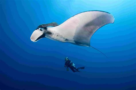 Manta ray .